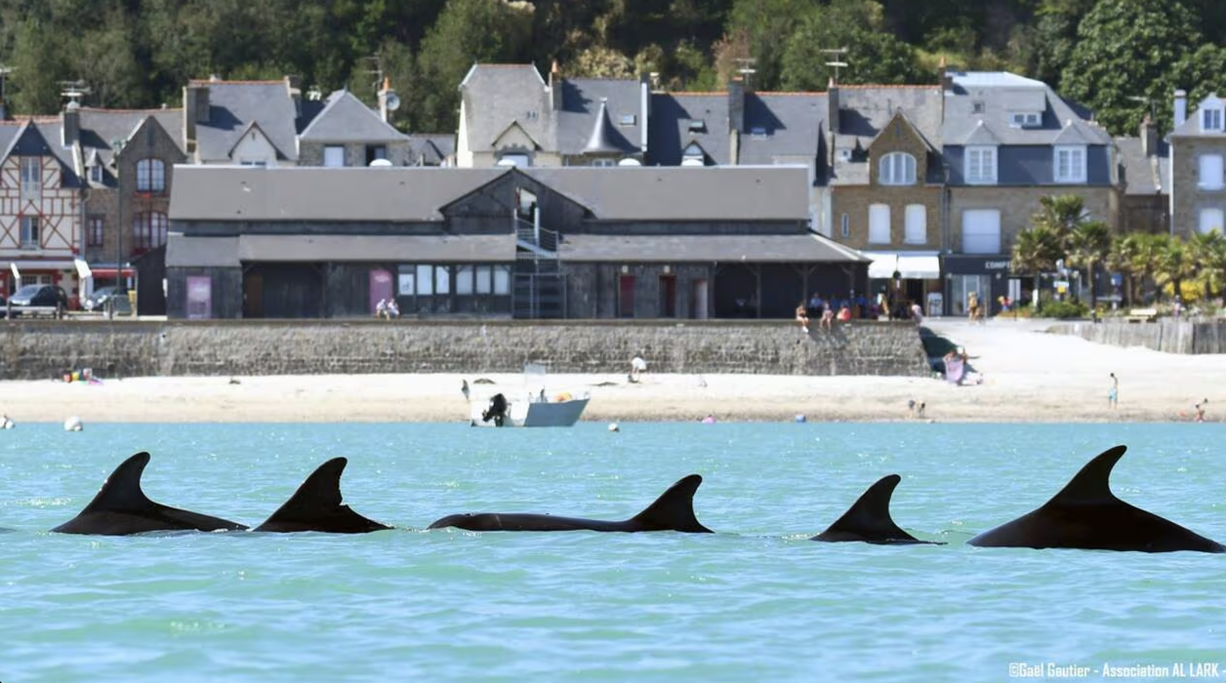 Photo Dauphins Cancale par Gaël Gautier Association Al Lark Où voir les dauphins à Cancale Saint-Malo ?